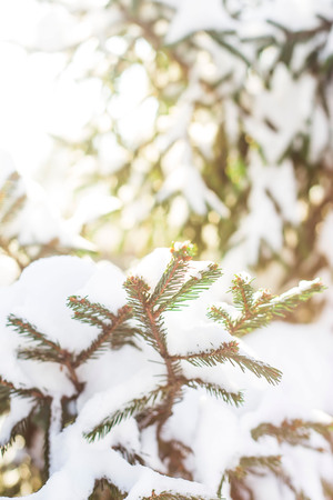 Green branches of a Christmas tree covered with white snow in the sunlight. Natural winter backgroundの写真素材