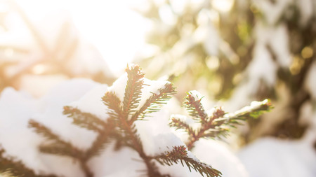 Green branches of a Christmas tree covered with white snow in the sunlight. Natural winter backgroundの写真素材
