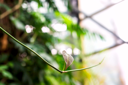 Green thin fresh spring branch of a bush with new leaves against the window with bars. Background, wallpaperの写真素材