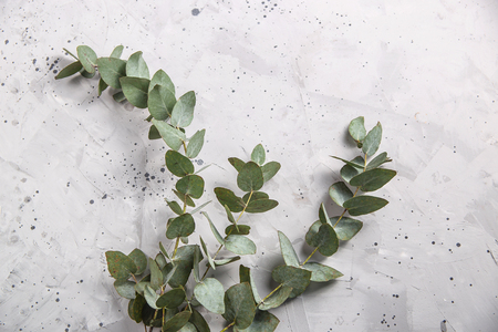 Eucalyptus branch on gray textural background. Minimalism and floristics, the creation of bouquets concept. Top view, flat layの写真素材