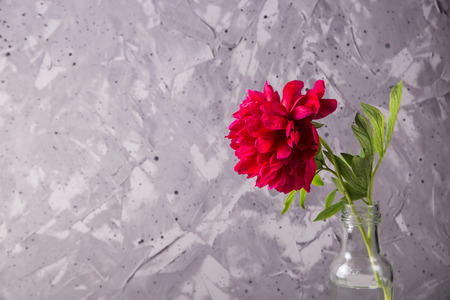 Red beautiful spring peony in a bottle on a gray minimalist textured background. Copy spaceの写真素材
