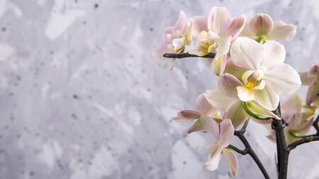 White-yellow orchid flowers on gray concrete background. Background, copy spaceの写真素材