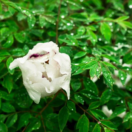 Half-opened white pionp in green stalks in raindrops. Natural backgroundの写真素材