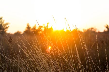 Dry yellow tall grass spikelets on the beach by the sea in bright sunlight. Summer backgroundの写真素材