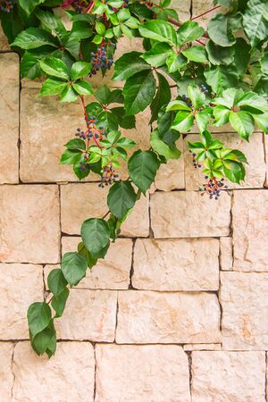 Green branches of a weaving plant with blue berries on a cypress yellow texture wall. Copy space, backgroundの写真素材