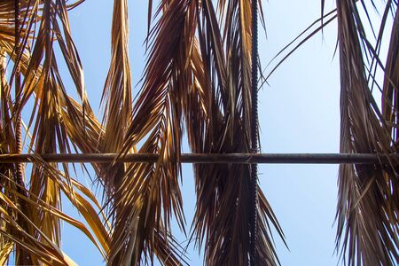 Roof of palm branches against the blue sky. Summer creative background. Copy spaceの写真素材