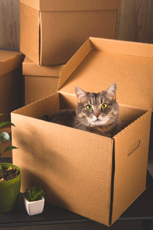 Relocation concept. Gray cat in a craft box with things to move to another apartment.