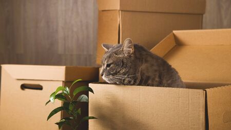 Relocation concept. Gray cat in a craft box with things to move to another apartment.の写真素材