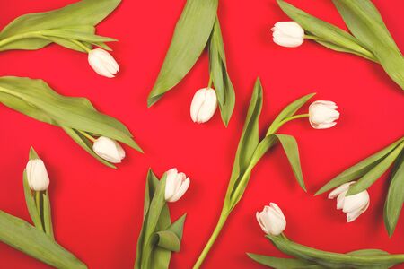 White beautiful spring tulips with green leaves on a bright red background. Top view, flat lay.の写真素材