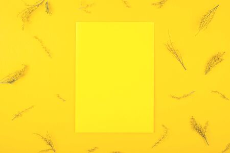 Yellow background with eucalyptus branches. Bright spring layout.の写真素材