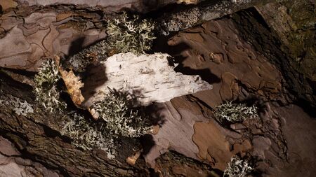 Tree bark texture as a part of natural backgroundの写真素材