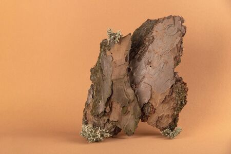 Tree bark as an art object on paper neutral backgroundの写真素材