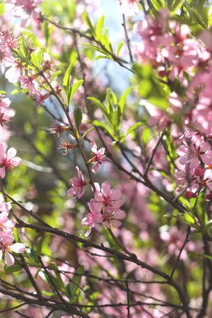 Pink flowering branches with green leaves and a bee.の写真素材