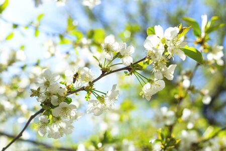 Flowering branches of trees in spring. Background with flowers in backlight and focus on several flowers.の写真素材
