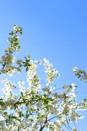 Flowering branches of trees in spring. Background with flowers in backlight and focus on several flowers.の写真素材