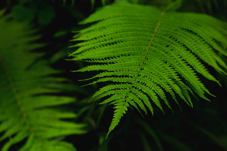 Natural texture of wet fern leaves on a dark background.