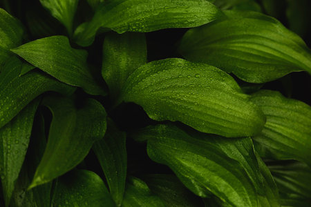Natural background of green leaves in drops.