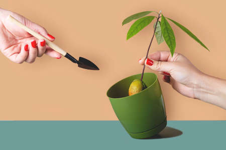 Houseplants in pots are a modern hobby for a slow lifeの写真素材