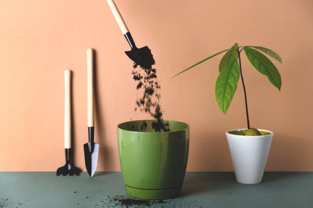 Houseplants in pots are a modern hobby for a slow life