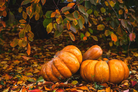 Pumpkins in the garden among yellow autumn leavesの写真素材