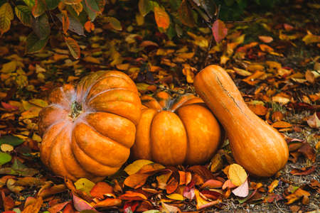 Pumpkins in the garden among yellow autumn leavesの写真素材