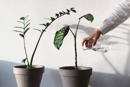 Home green plants in pots in a bright minimalistic roomの写真素材