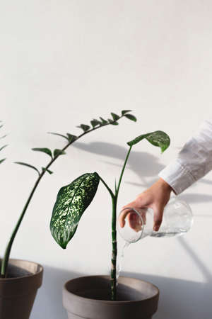Home green plants in pots in a bright minimalistic roomの写真素材