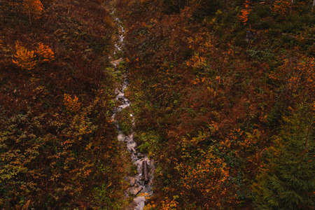 Autumn forest in the mountains - red and yellow trees. Natural backgroundの写真素材