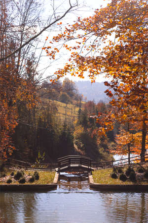 Yellow leaves of autumn trees near a small lake in the mountainsの写真素材