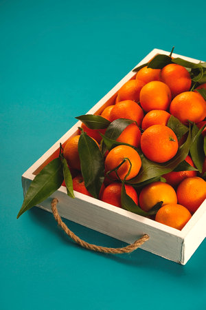 Tangerines on a tray on a bright turquoise backgroundの写真素材