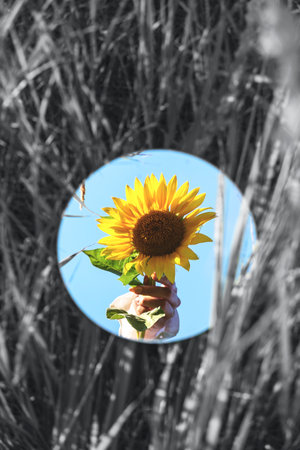 Yellow sunflower in female hand in mirrorの写真素材
