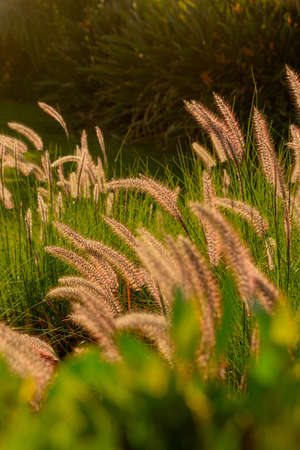 Pennisetum setaceum beautiful spikelets among green grass in backlightの写真素材