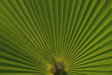 Natural green palm leaf background with vein lines close upの写真素材