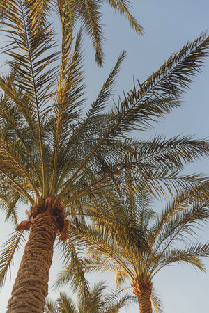 Green branches of tropical palms against a blue sky. Natural background
