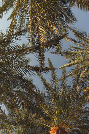 Green branches of tropical palms against a blue sky. Natural background