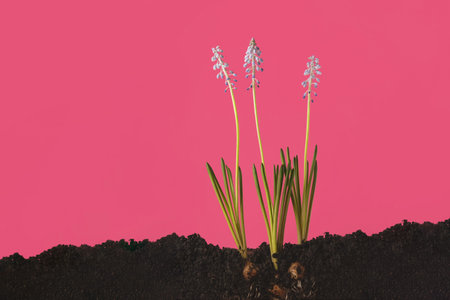 A creative photograph of blue mauskari growing out of the ground. Sectional land