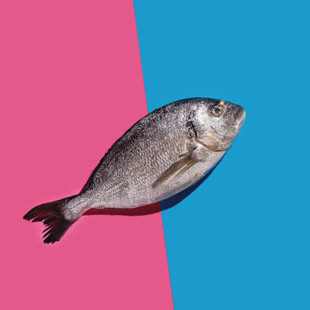 One dorado fish on a bright blue and pink background with hard shadowsの写真素材