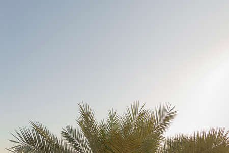 Green branches of tropical palms against a blue sky. Natural background and travel lifestyle in summer vacation.の写真素材