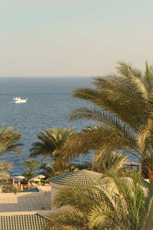 Branches of palm trees against the sea view.の写真素材