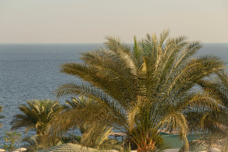Branches of palm trees against the sea view.の写真素材
