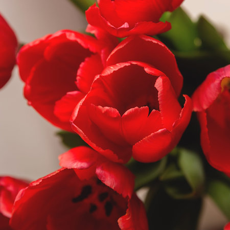 Top view of red tulips. Spring seasonal flowers. Holiday symbol.