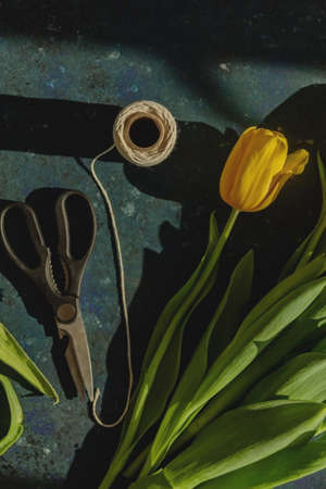 Top view of red tulip with ropes and florist scissors on blue background in shadows of sunlight.の写真素材