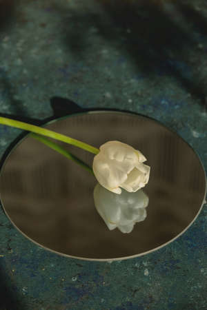 White tulip on blue background with shadows and mirror. Spring seasonal flowers.の写真素材
