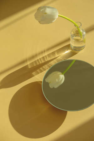 White tulip reflection in a round mirror on yellow background with shadows.の写真素材