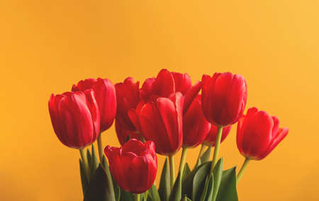 Red tulips on a yellow bright background. Spring seasonal flowers. Holiday symbol.の写真素材