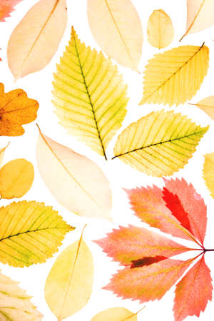 Set of autumn leaves on a white background. In light. Fall background.の写真素材