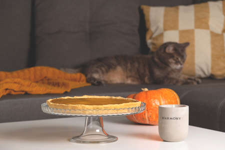 Pumpkin pie with Pumpkin and Concrete candlestick on table in living room next to sofa with gray cat among pillows and blanket.の写真素材