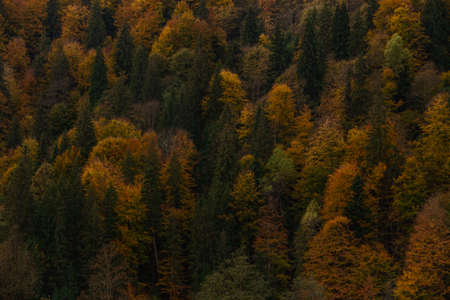 Texture background of autumn forest in mountains. Fall colored natural view.の写真素材