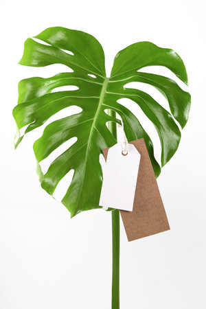 Label tag mock up on monstera leaves on white background. Green friday concept.の写真素材