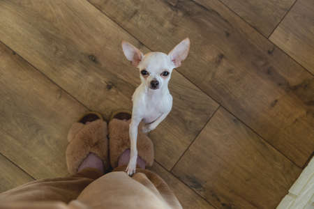 A small chihuahua dog looks up at its owner. Cute pet.の写真素材